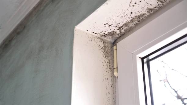 Best Professional Mold Removal  in La Joya, TX