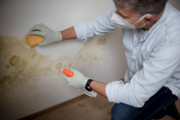 Best Commercial Mold Removal  in La Joya, TX