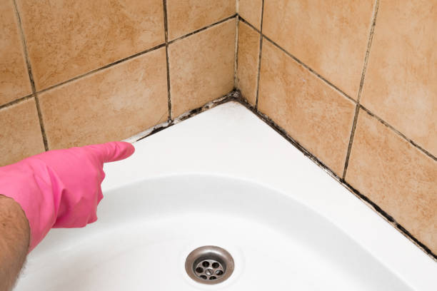 Best Mold Testing  in La Joya, TX